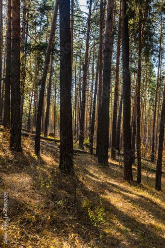 Fototapeta Naklejka Na Ścianę i Meble -  beautiful russian nature, gravel road with foliage  in sun rays and woods in beautiful autumn forest in the evening, Samara region, Russia