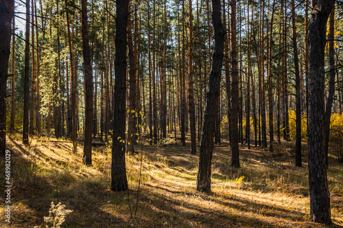 beautiful russian nature  gravel road with foliage  in sun rays and woods in beautiful autumn forest in the evening  Samara region  Russia