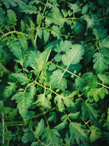 Tomato leaves of tomato sprout background