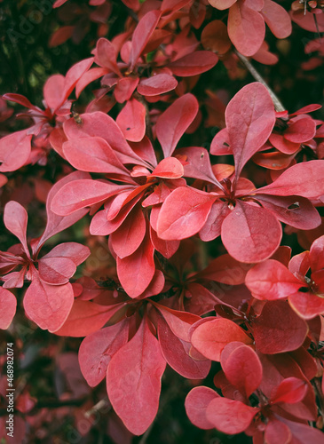 Fresh tropical red leaves background