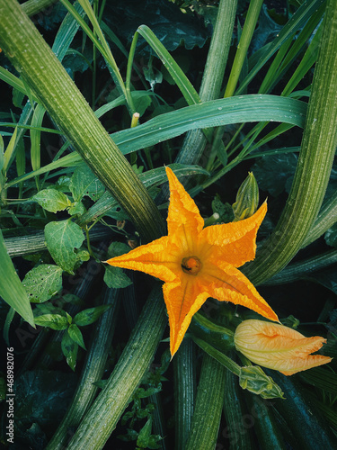 yellow colour pumpkin flower