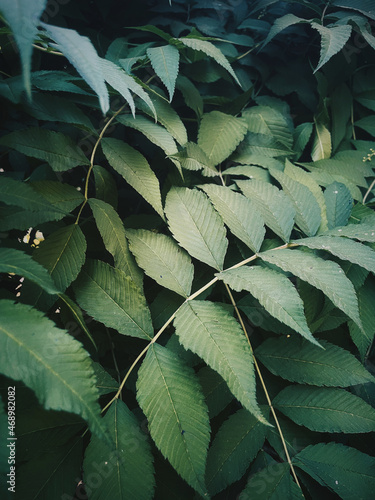 Green leaves pattern background, Natural background and wallpaper