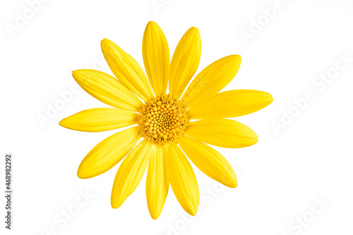 A yellow flower of a Euryops pectinatus isolated on white