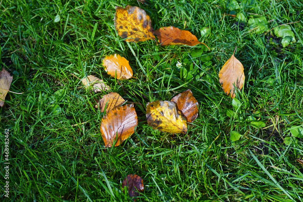 Close up autumn leaves on the grass of the lawn. Discolored, brown, yellow beech leaves. Dutch garden, Autumn, November, Netherlands Close up autumn leaves on the grass of the lawn. Discolored, brown, yellow beech leaves. Dutch garden, Autumn, November, Netherlands