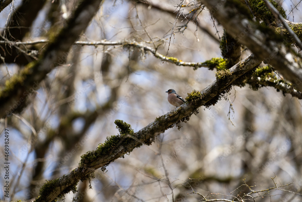 A small bird on a tree A small bird on a tree