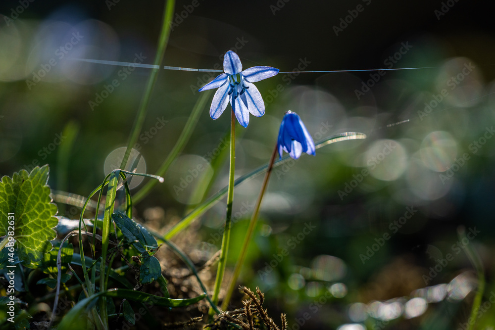 flower flower
