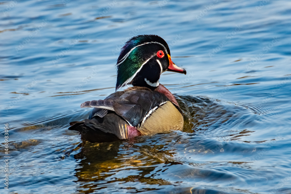 Wood Duck (Aix sponsa) male paddling on a creek in the summer afternoon sun.