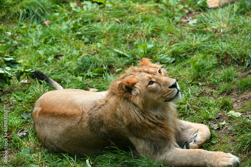 Close up portrait of the male Asiatic lion lying on the grass in Edinburgh zoo (Panthera Leo persica) 