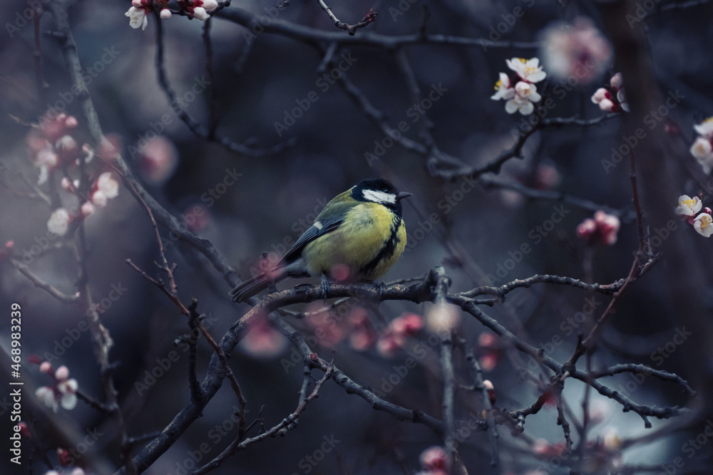 Naklejka premium A small bird on a flowering tree