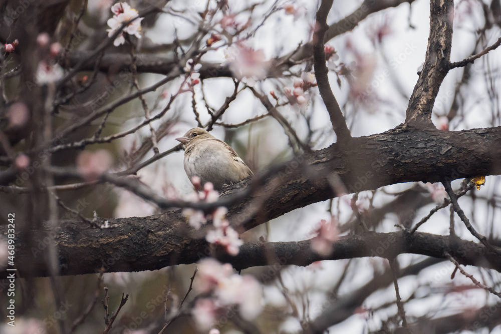 A small bird on a flowering tree A small bird on a flowering tree