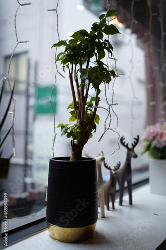 Plants and ornaments by the window.