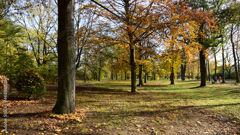 ,,Trees of the city park in the autumn sun