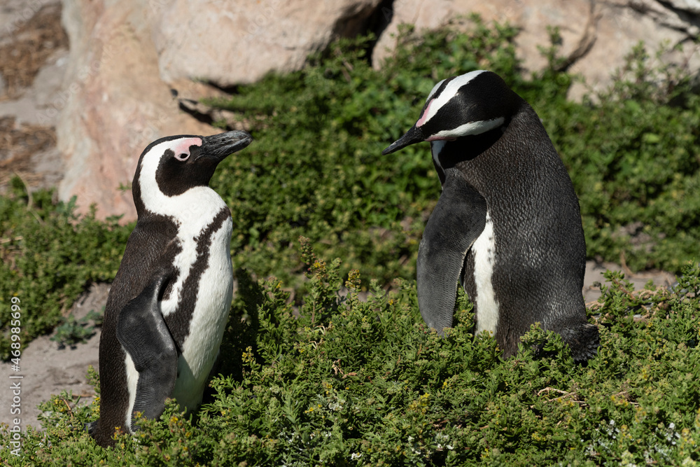 Obraz premium African Penguins Communicating, Betty's Bay, South Africa