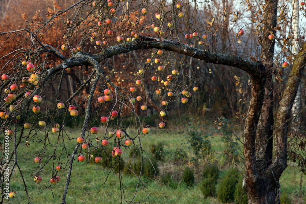 zimowe jabłka na drzewie jesienią - obrazy, fototapety, plakaty 