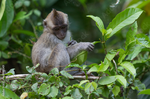 Baby Macaque monkey on a tree in the wild green rainforest on Borneo Island.