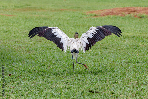 Jabiru bird (Mycteria americana) walking through the grass with its wings spread. The world's most ugly bird. "Cabeça sêca from behind