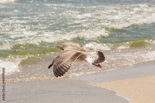 Seagull on the shallow sea of ​​Romania