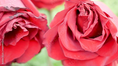 Close-up of two dried red roses in the wind. Dead flower due to climate change. Shriveled dehydrated rose flower with petals Dried dead plant. Sivol of parting. Selective focus photo