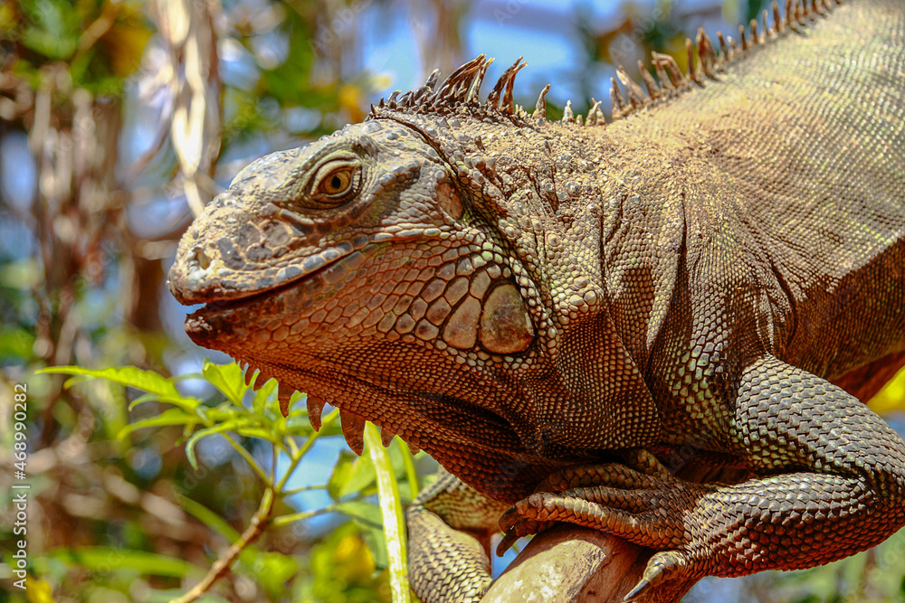 Obraz premium The inhabitants of the zoo on the island of Tenerife