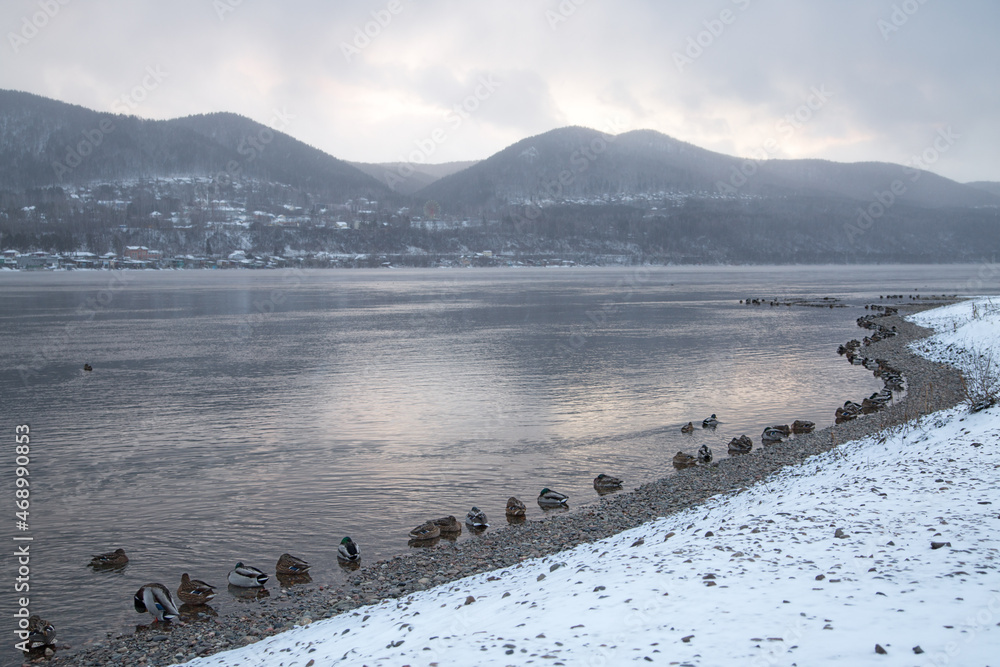 Wild ducks sit on the frozen river bank in winter.