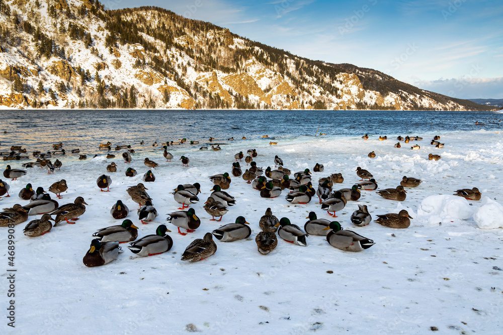 Fototapeta premium Wild ducks sit on the frozen river bank in winter.
