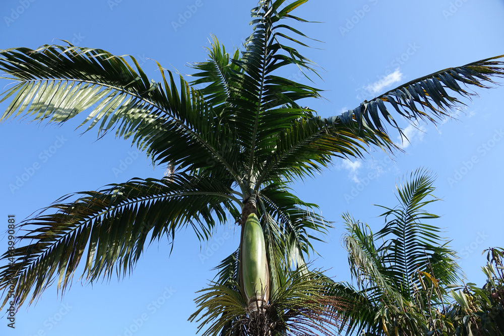 Obraz premium Vue en contre-plongée d'un arbre sur l'île de la Réunion