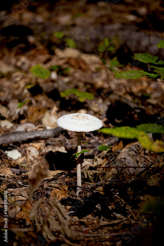 Fungi (mushrooms) along a hiking trail in Ontario.