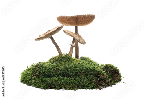 Green moss and mushrooms isolated on white background photo