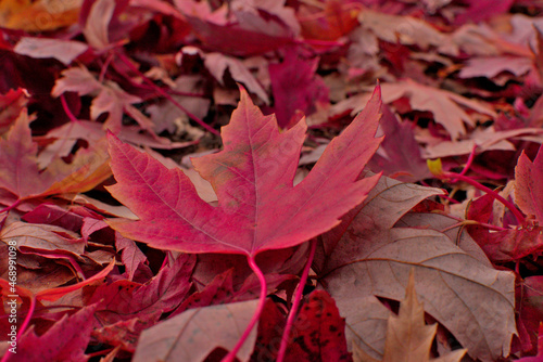 Autumn foliage  maple leave  fall