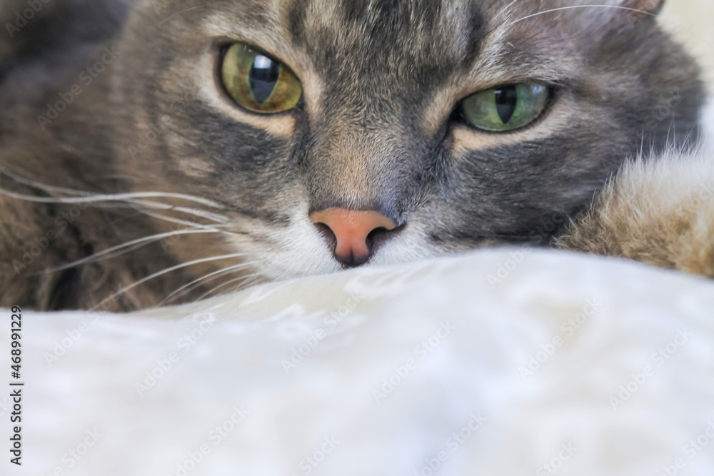 Cute gray striped domestic cat with eyes of different colors, close-up, space for text. Eye diseases in cats