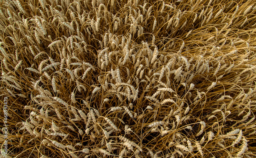The wheat field is yellow in summer. Selective focus. The wheat field is yellow in summer. Selective focus.