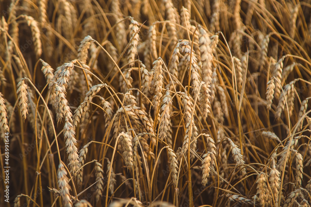 Fototapeta premium The wheat field is yellow in summer. Selective focus.