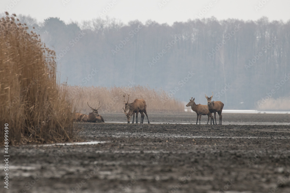 Fototapeta premium Beautiful red deer with nice antlers in their natural habitat, Cervus elaphus, large animals in the wild, nature reserve, beautiful bulls and their antlers