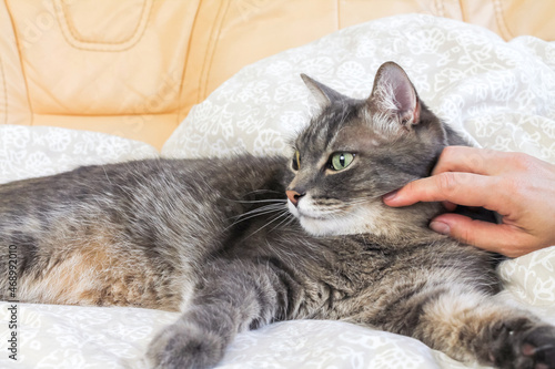 Wallpaper Mural A grey tabby cat is lying on the sofa. The hostess strokes her cat's fur. Torontodigital.ca