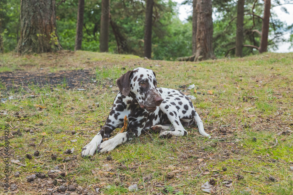 Dalmatian dog lying on the lawn.Sweet cute dog puppy lying on a green meadow. dogs walking outdoor. dog has fun in forest, playing on lawn. Copy space
