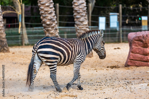 Frightened zebra running and leaving a dust trail on sand. Rear view of zebra on field. Portrait of animal  back view at the zoo against a palm trees background. Zebra running at speed in zoo. Africa