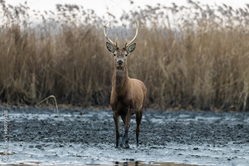 Beautiful young male red deer with nice antler in his natural environment  Cervus elaphus  large animal in the wild  nature reserve  beautiful bull and its antlers