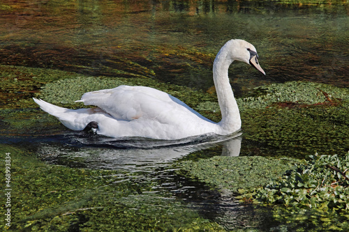 swan in a small clear river