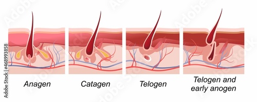 vector illustration horizontal poster for biology and medicine of human hair growth phase