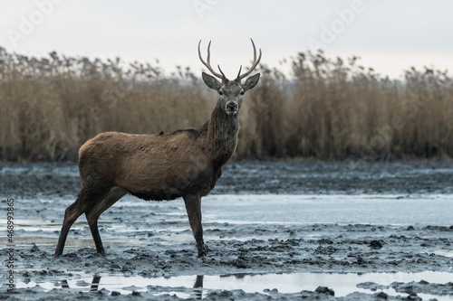 Beautiful young male red deer with nice antler in his natural environment  Cervus elaphus  large animal in the wild  nature reserve  beautiful bull and its antlers