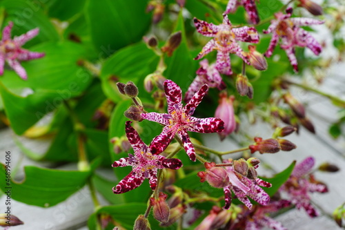 Stems of purple tricyrtis hirta (hairy toad lily) flowers photo