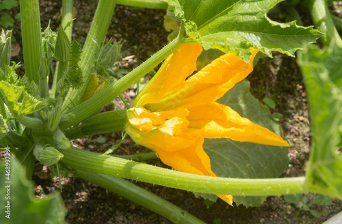 Zucchini flower in a garden