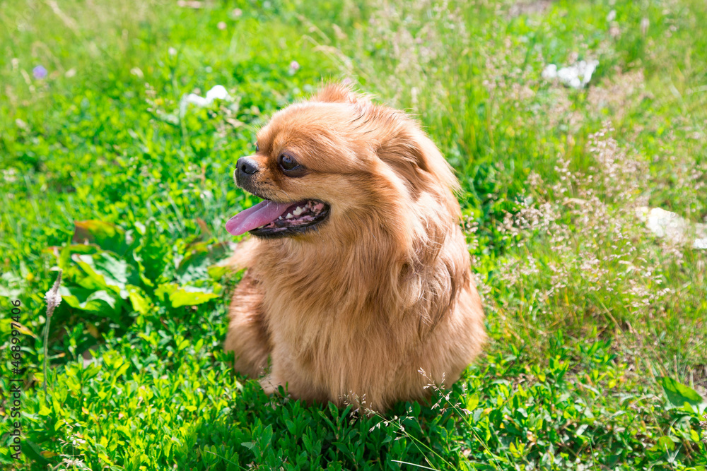 Fototapeta premium A red-haired dog with big black eyes