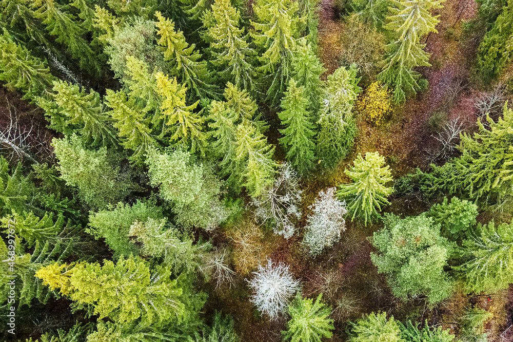 Republic of Karelia. Aerial photography over coniferous fir forest. Outdoor recreation with pure air is a concept of tourism in the north of Russia. The photo is suitable for advertising.