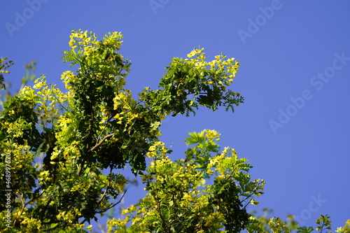 Caesalpinia echinata  the brazilwood  pau-Brasil or pernambuco  a Brazilian timber tree species. Location  Botanical Garden de Fortaleza  Brazil.