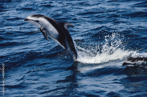 Pacific Whitesided Dolphin Breaching to Have a Look at the Boat in the Santa Barbara Channel, California