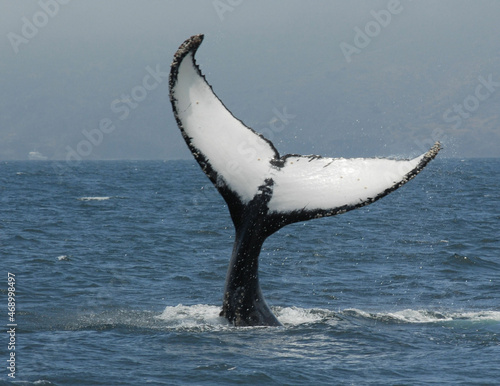 Photography Humpback Whale Lobtailing in the Santa Barbara Channel, California