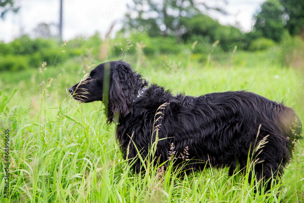Russian Black Spaniel dog Russian Black Spaniel dog