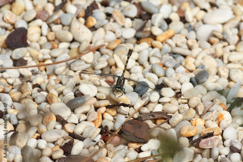 Dragonfly on pebbles, Parque ambiental do Buçaquinho, Esmoriz, Portugal