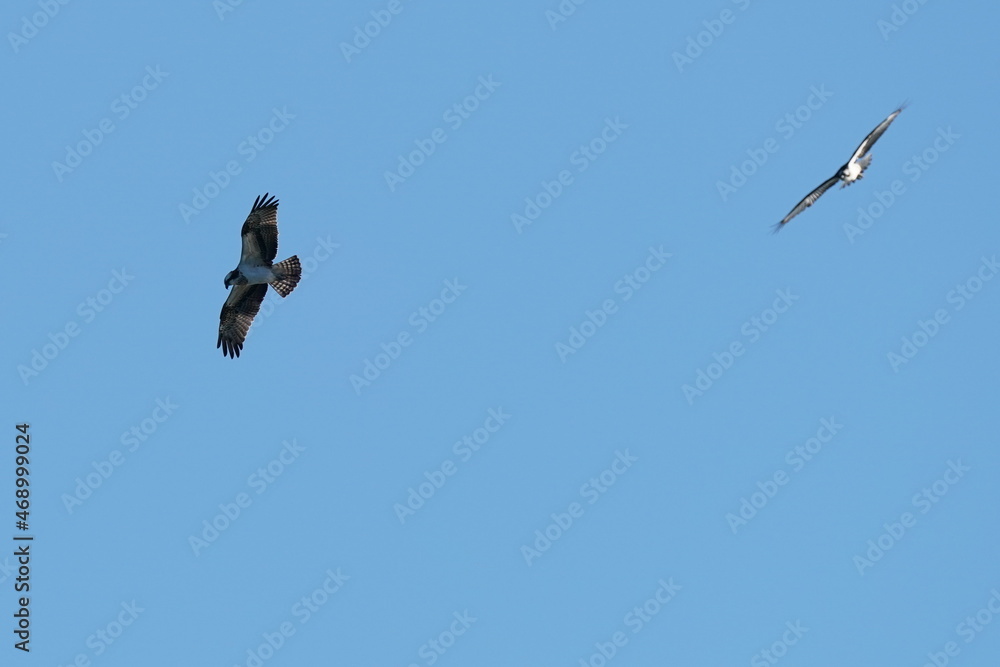 osprey is watching me from the sky osprey is watching me from the sky